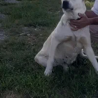 سگ سرابی