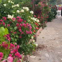 براسفالت-در-زین-آباد-1700