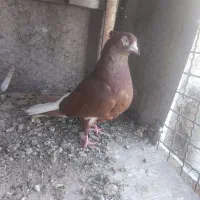 کبوتر دم سفید معاوضه