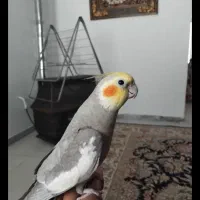 عروس هلندی سخنگو