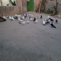 کفتر|پرنده|نهاوند, |دیوار