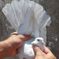 کفتر پرشی غریب گیری