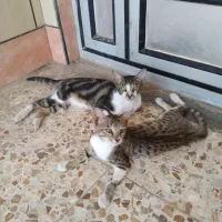 گربه خانگی