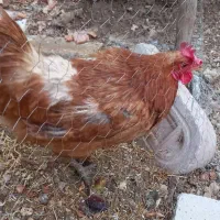 فروش  مرغ  خانگی  تخم گذار