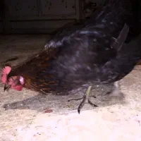 مرغ محلی اصل تخم گذار