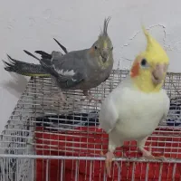 عروس هلندی مولد با یک جوجه
