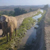 گوسفند