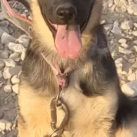 سگ ژرمن