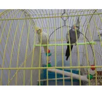 دوعددعروس هلندی بادوتا تخم دوتاجوجه