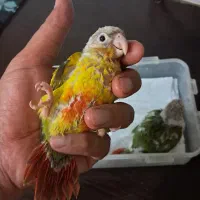 جوجه گرینچیک ۲۰ روزه سرلاکی