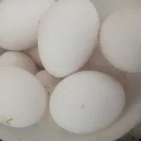 تخم غاز و بلدرچین
