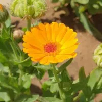 گیاهان دارویی طبیعی