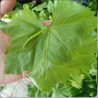 برگ دلمه تازه