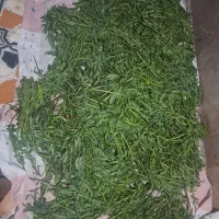 کرفس کوهی