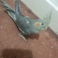 فروش عروس هلندی