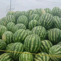 فروش هندوانه مغان