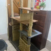 اسکرچر گربه رایگان