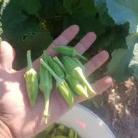 بامیه تازه