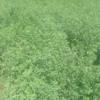 یونجه|خدمات باغبانی و درختکاری|جیرفت, |دیوار