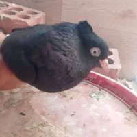 کفتر زاغ
