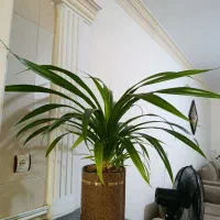 گل طبیعی