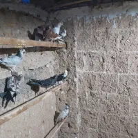 کبوتر گرفتنی