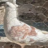 کبوتر
