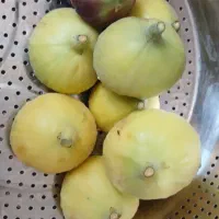 انجیرتازه درشت وشیرین بدون هیچ ترشیدگی