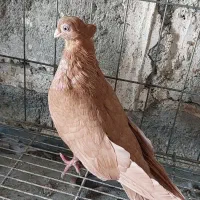 جفت صرب الان روتخم هستن