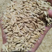 سلام فروش جو دیمه،گندم آبی ،،کاه پرس