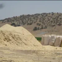 فروش کاه جو درجه یک
