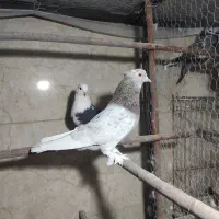 کبوتر سرور کاکلی پا جغدی