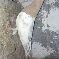 جوجه کبوتر