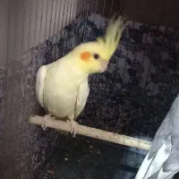 ۲دوعدد عروس هلندی نر و ماده
