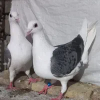 کبوتر دوبال اهوازی ماده وساده سرخ
