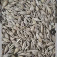 جو محلی امساله درشت
