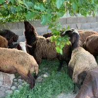 گوسفند قربانی