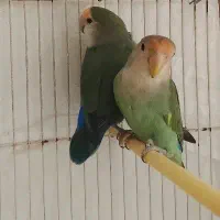 طوطی برزیلی