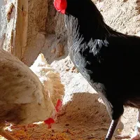 دوتاخروس لهستانی زیرقیمت کاکولی چتری