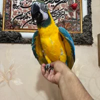 کاسکو آرا کاکادو ملنگو شاه طوطی راهب گرینچک لوری