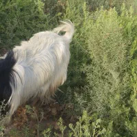 گوسفند مری اصل کامورایی
