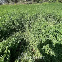 فروش یونجه چین دوم باغی