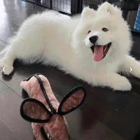 توله سگ سامویید چاوچاو