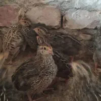 بلدرچین ۳۲ روزه