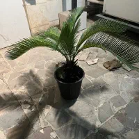 سیکاس|گل و گیاه طبیعی|رشت, بازار|دیوار