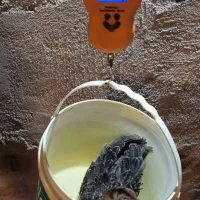 فروش جوجه بوقلمون ۱ماه برنز اصل (سنگین وزن)