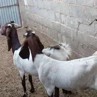بزپاکستانی