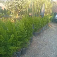 گیاه لاوسن