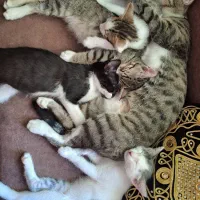 واگذاری گربه مادر یک سال و نیمه ۴ بچه ۳ ماه و نیمه