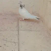 کبوتر کله دمب سبز